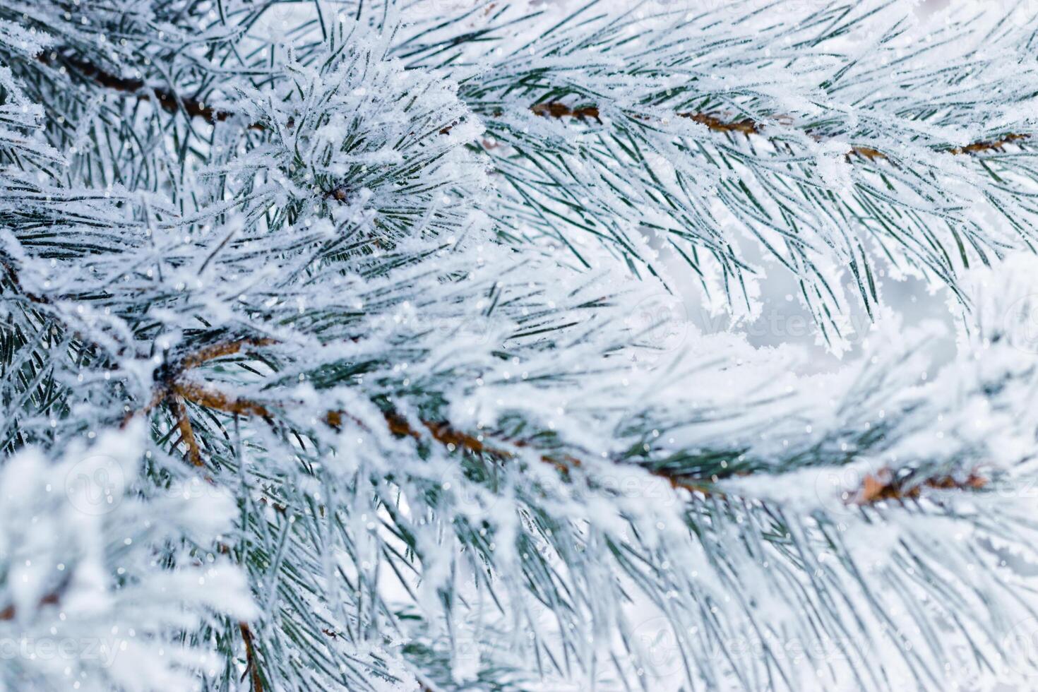 Pine tree branches are covered frost, nature winter background, snowy fir needles close up. Wintertime outdoors natural scene, holiday mood, it is snowing. Wintry forest aesthetics snowy pine trees photo
