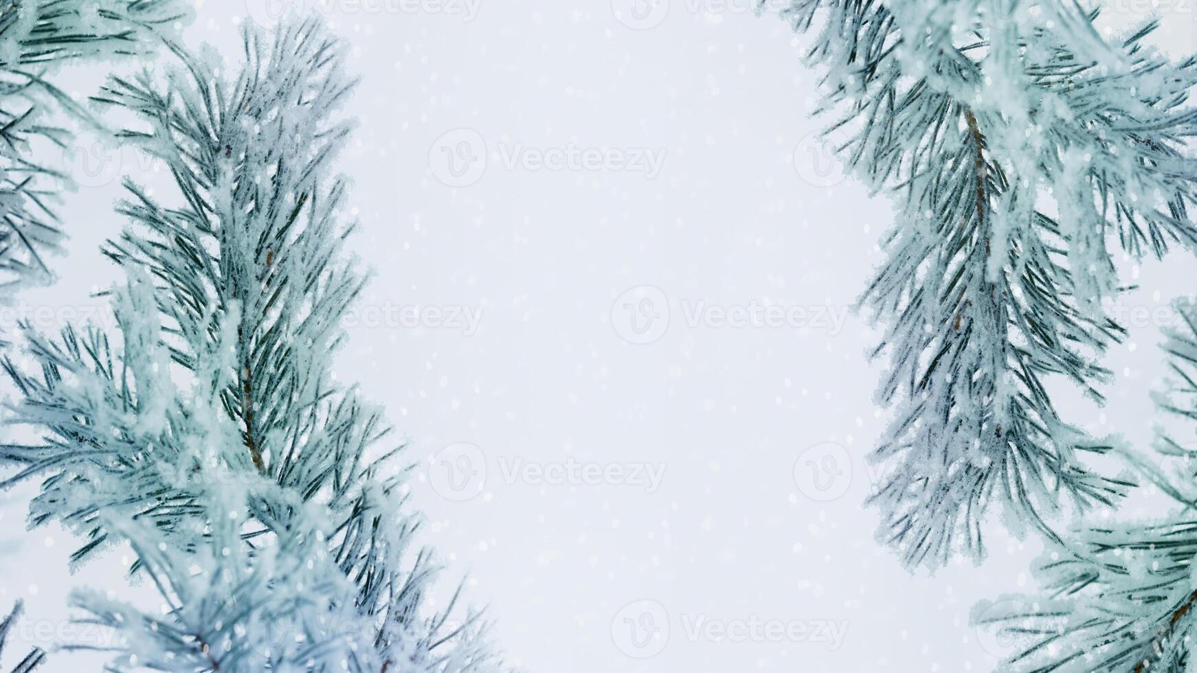 Pine tree branches with snow in winter, Snow-Covered Fir Branch Close-Up with snowflakes, blue green nature banner with copy space, aesthetic wintry landscape, natural scene with soft, icy hues photo
