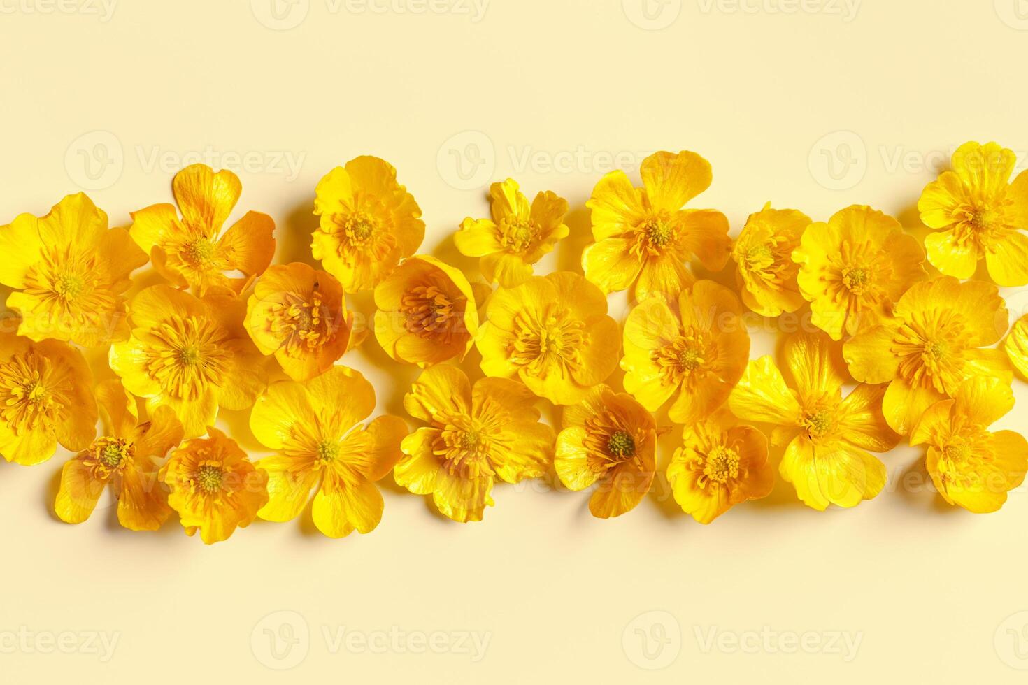 Top view Yellow flowers Buttercup on pastel beige background, minimal monochrome aesthetic floral flat lay. Beautiful nature banner with wildflower, flowery design, textured nature pattern photo