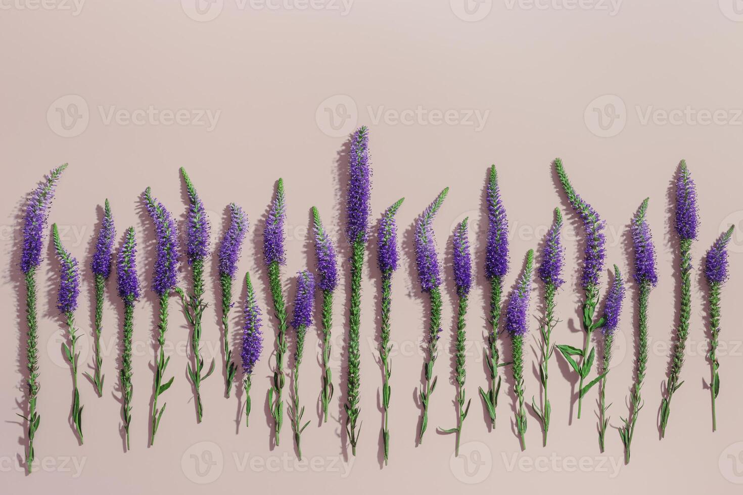 Natural blooming Purple close up flowers minimal layout on pale pink light background, minimal trend aesthetic floral overview photo. Beautiful nature still life with wildflowers Veronica photo