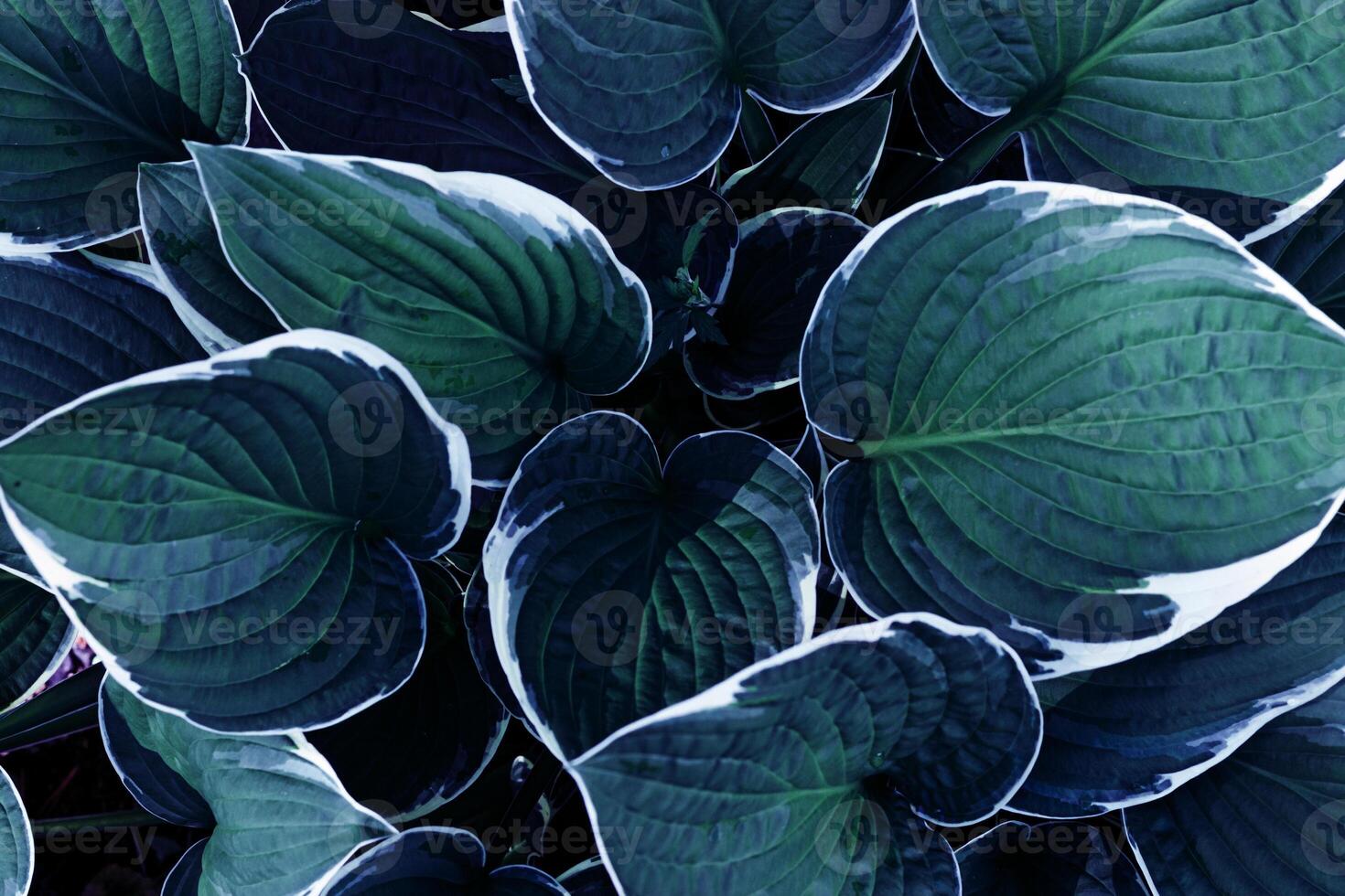 Beautiful Hosta leaves background, dark green blue leaf closeup texture, abstract teal foliage nature pattern, top view scenery, blue monochrome color gradient, lush variegated leaves with white edge photo