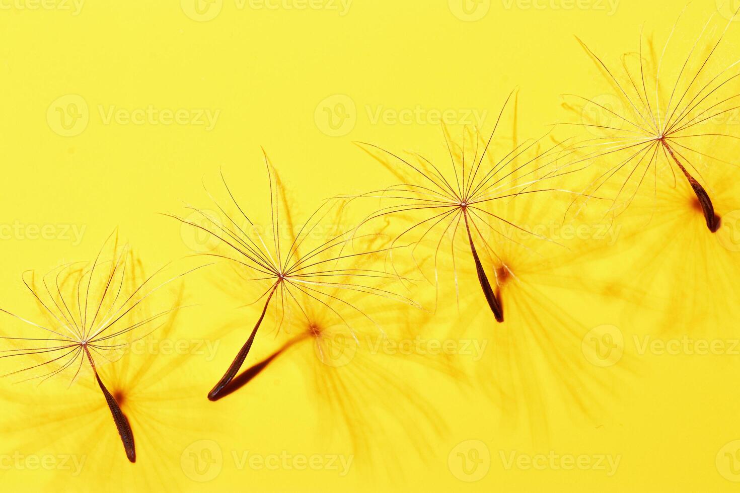 Macro texture nature pattern of seeds of dandelion flower, natural botanical still life with plant, shadow at sunlight. Natural textured background or wallpaper. Yellow color, beauty of nature photo