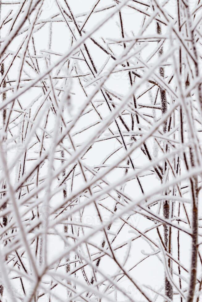 Winter branches trees snow covered, white brown color nature, detailed close-up frost branches with delicate ice crystals as natural scenic pattern, wintry frozen background, serene tranquil mood photo
