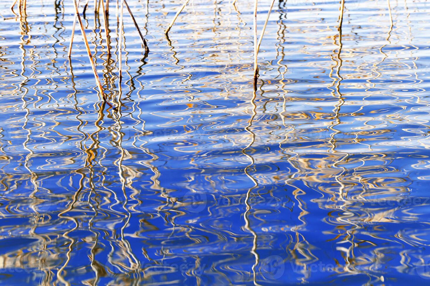 Dried grass reeds and their water ripples, nature landscape yellow blue color. Growing wild plants in lake or wetlands, abstract natural texture pattern from reflections on water in form curved lines photo