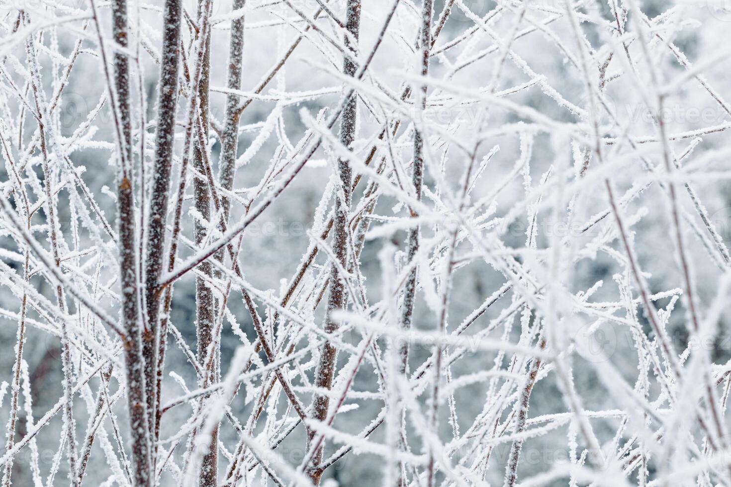 Snow and frost covered branches, winter scenery background, closeup frozen texture, outdoor nature landscape, natural wintry view. Cold season aesthetic pattern, quiet beauty of winter, neutral photo