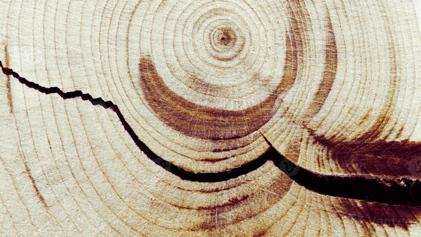 Wooden annual rings texture natural background, waves shape of timber tree as minimal nature pattern, banner. Cross-section of juniper. Wood texture eco-friendly, organic or rustic aesthetics. photo