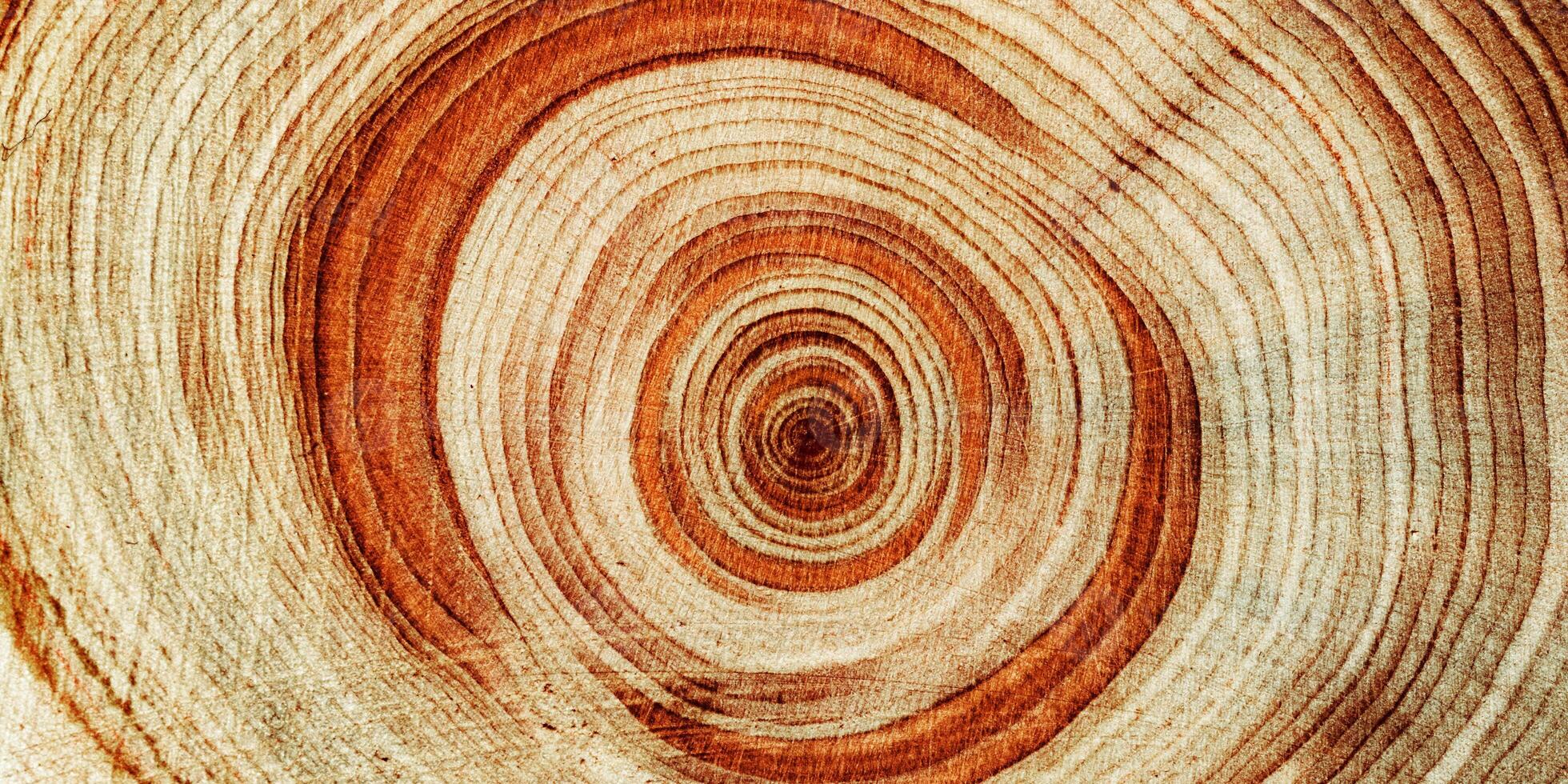 Wood annual rings texture natural background, waves shape of timber tree as minimal nature pattern, banner. Cross-section of juniper. Wood texture eco-friendly, organic or rustic aesthetics. photo