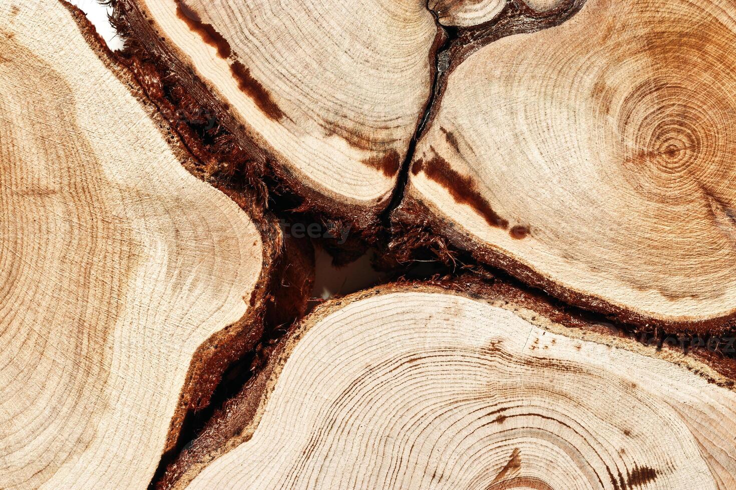 Natural juniper Wood pattern, detailed view of wooden slises with tree rings and bark, Closeup of stacked tree cross-sections, organic texture in earthy tone for nature, woodworking, organic design photo