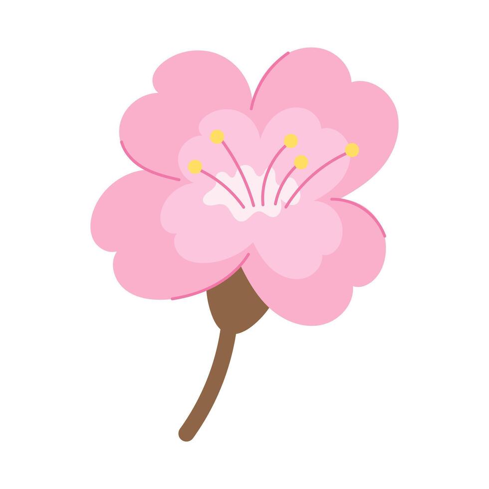 Sakura flower on a white background. illustration. vector