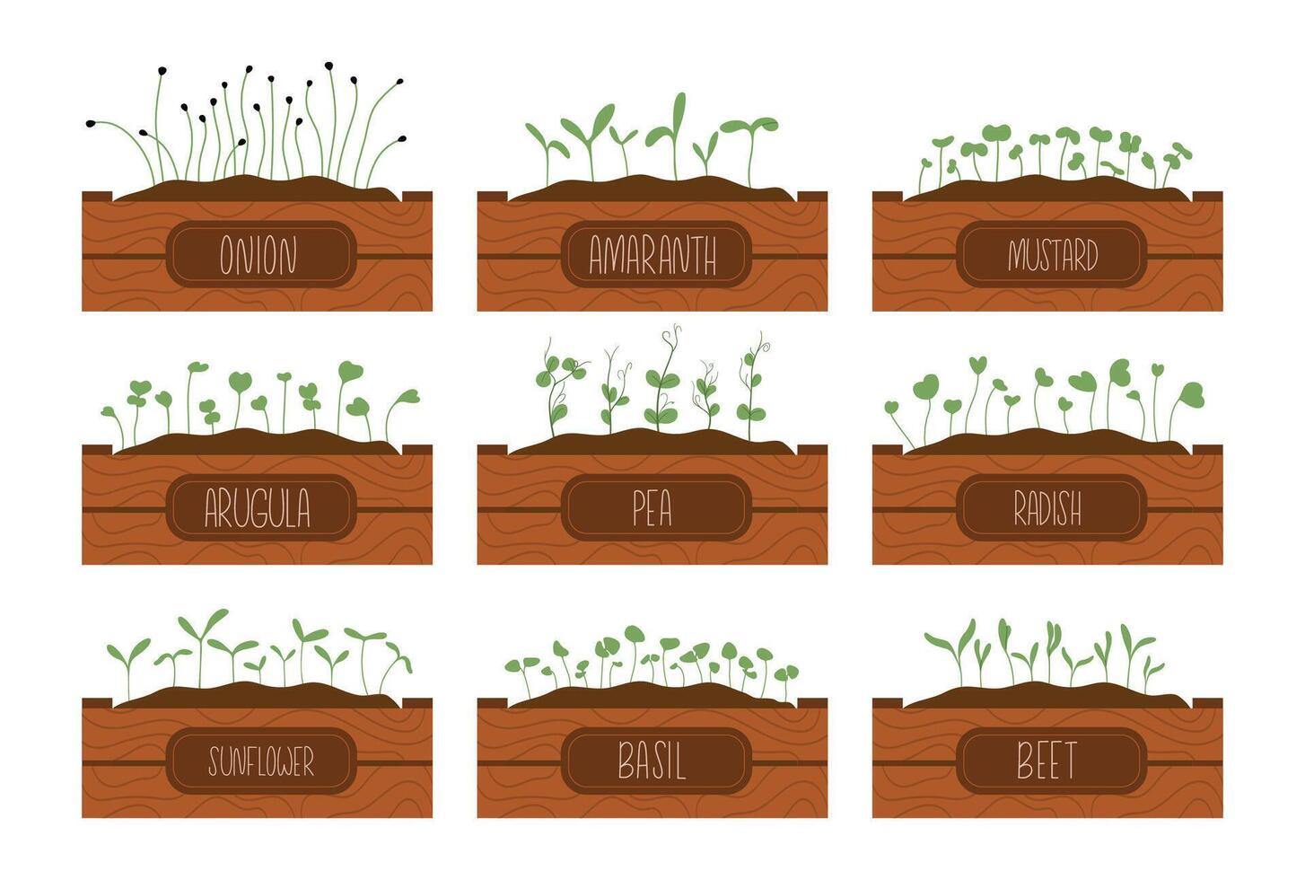 Set of hand drawn various of sprouts, microgreens growing in a wooden boxes with labels vector