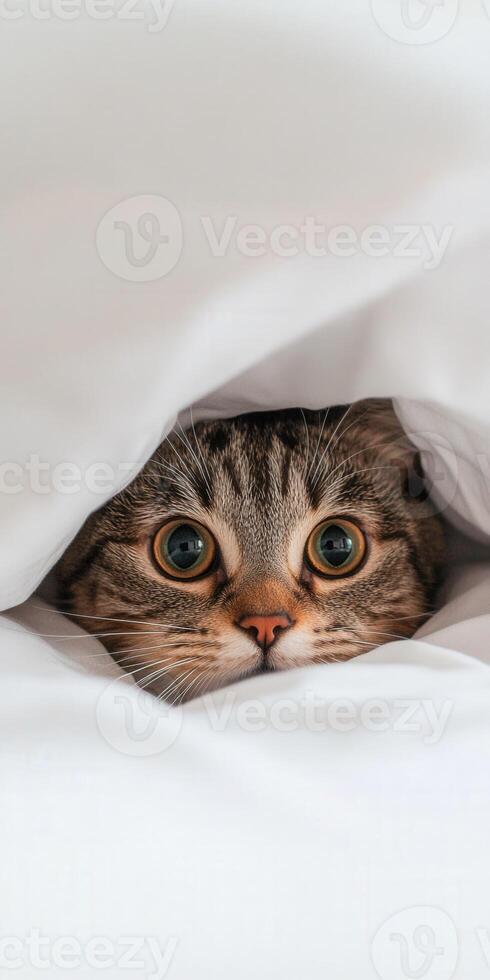 Cat peeking out from under soft white blanket photo