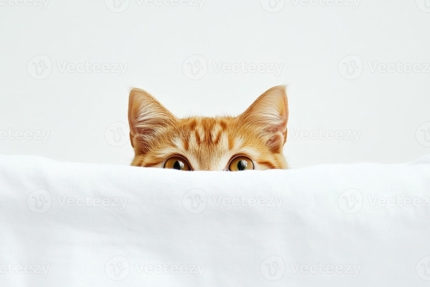 Curious orange cat peeking over a white blanket photo