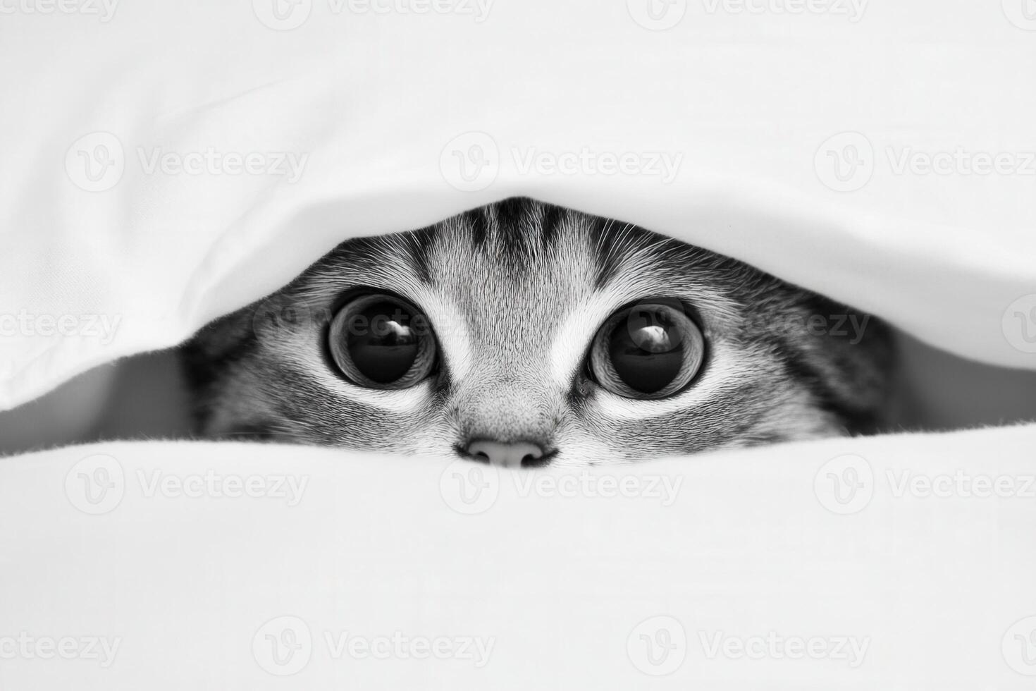 Cat peeking from under white blanket in cozy indoor setting photo