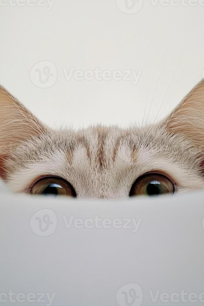 Curious cat peeking over white surface in soft light photo