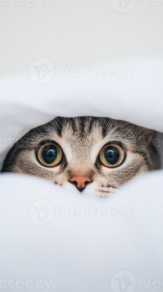Curious cat peeking from under a soft blanket photo