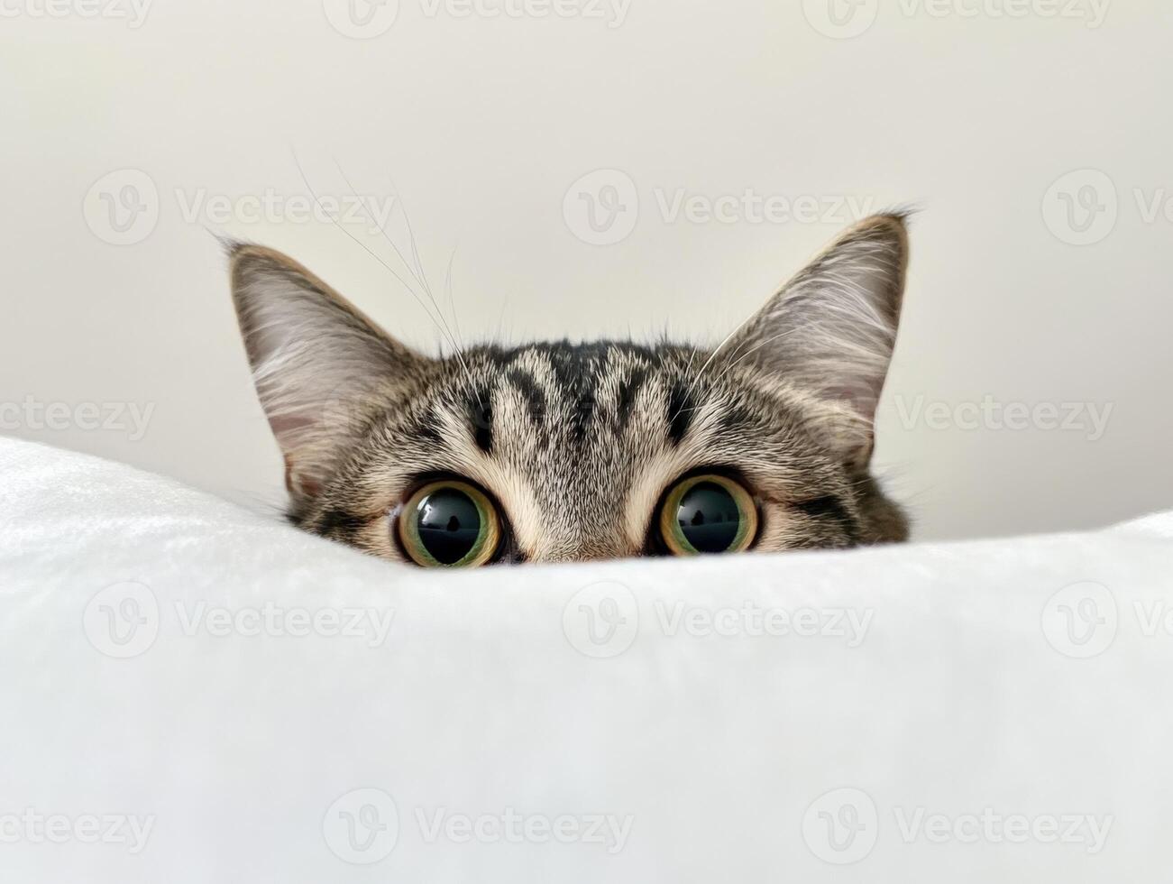Cat curiously peeking over a soft surface in cozy setting photo