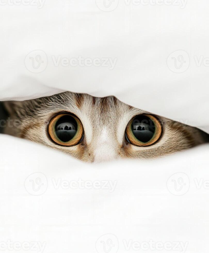 Cat peeking from under a soft blanket during daytime photo