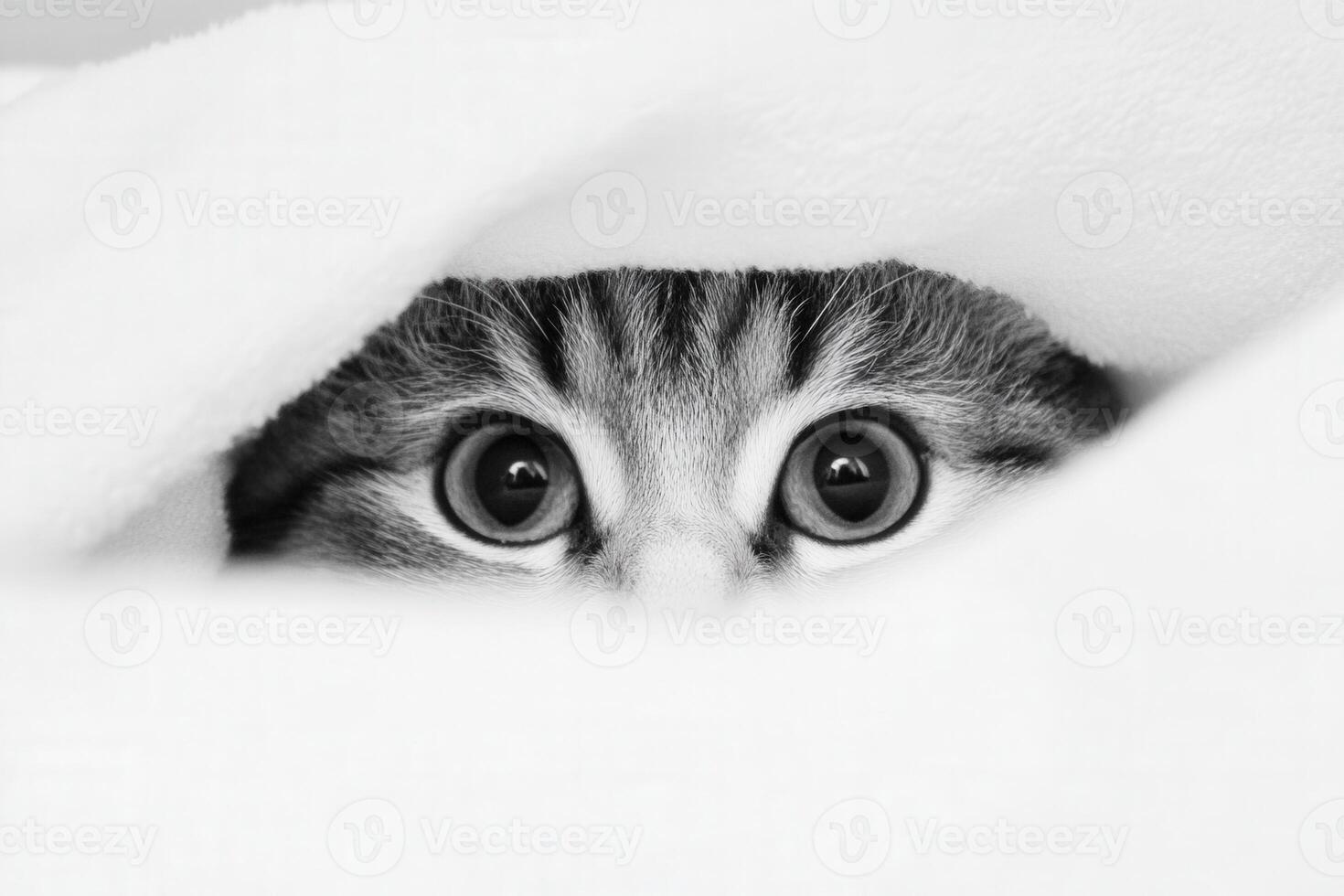 Curious cat peeking through a blanket during daytime photo