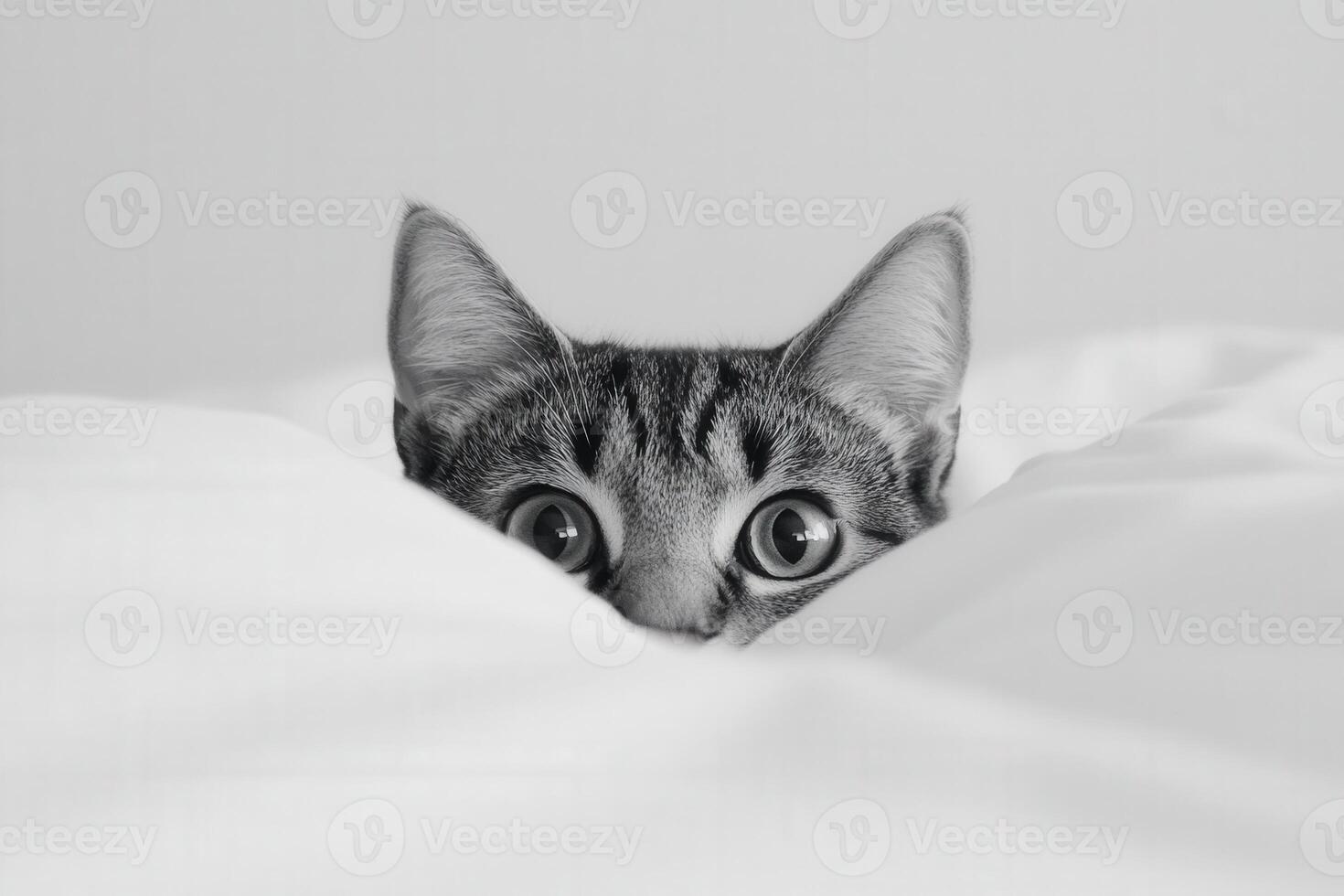 Curious kitten peeks from under soft white blanket photo