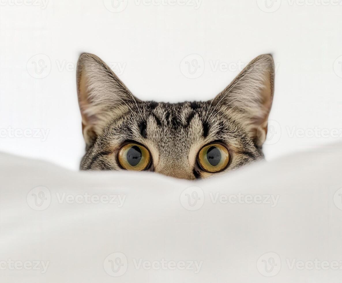 Curious cat peeking over a soft white blanket photo