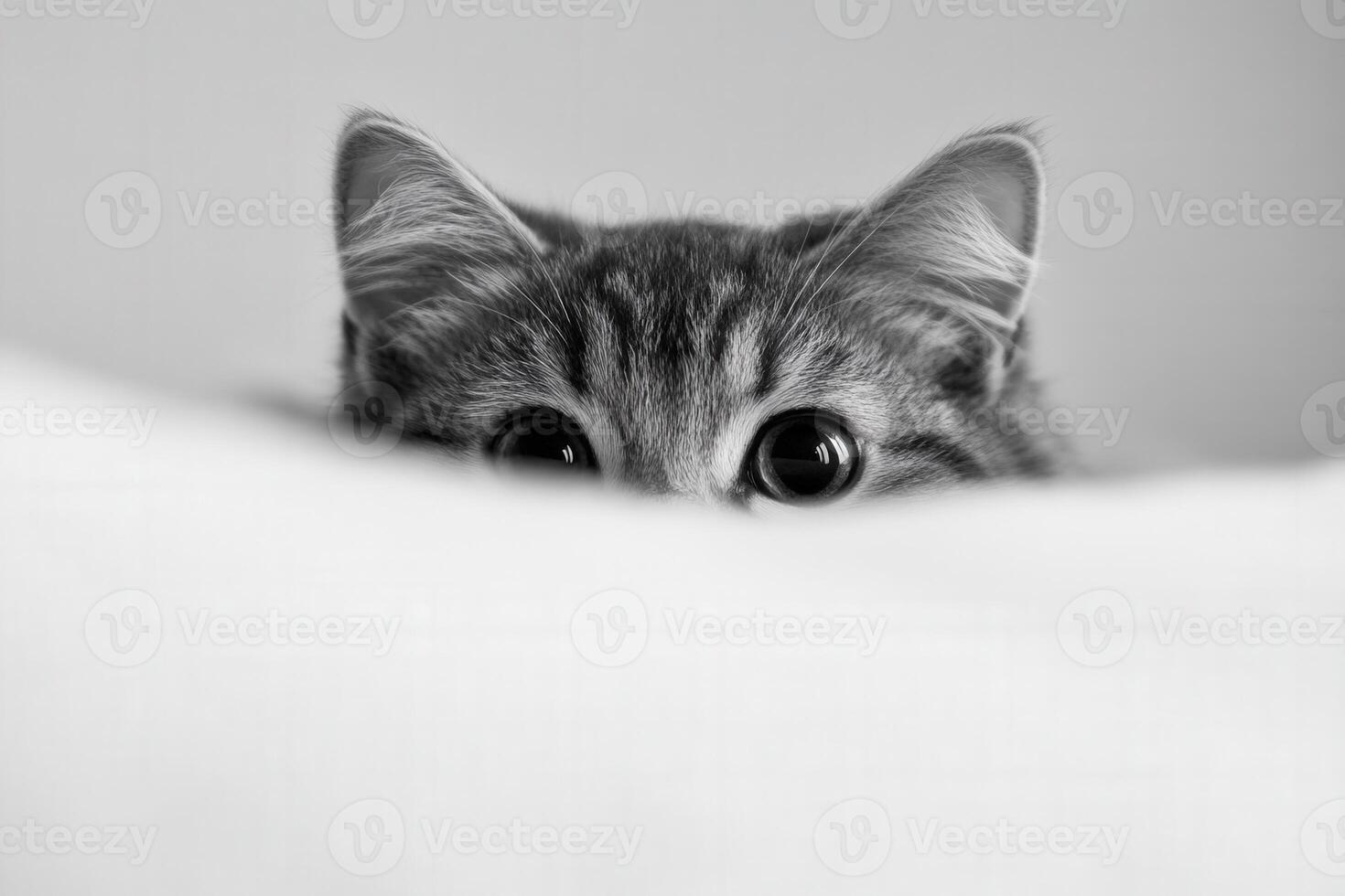 Curious cat peeks over a soft white cushion photo