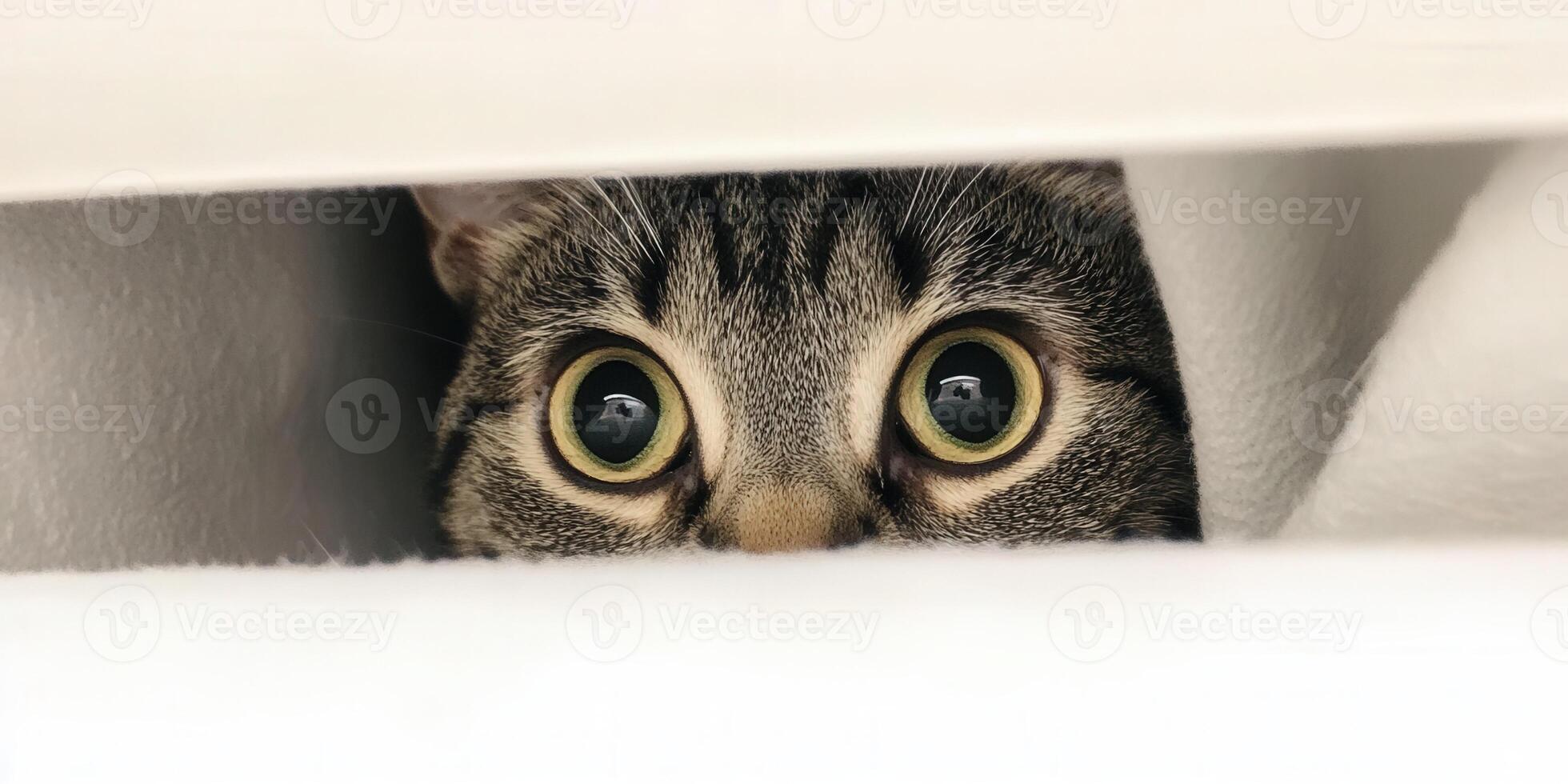 Cat peeking through a gap in blinds in a cozy setting photo