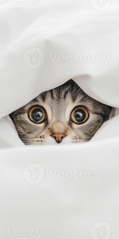 Cat peeking out from under white blanket in cozy setting photo