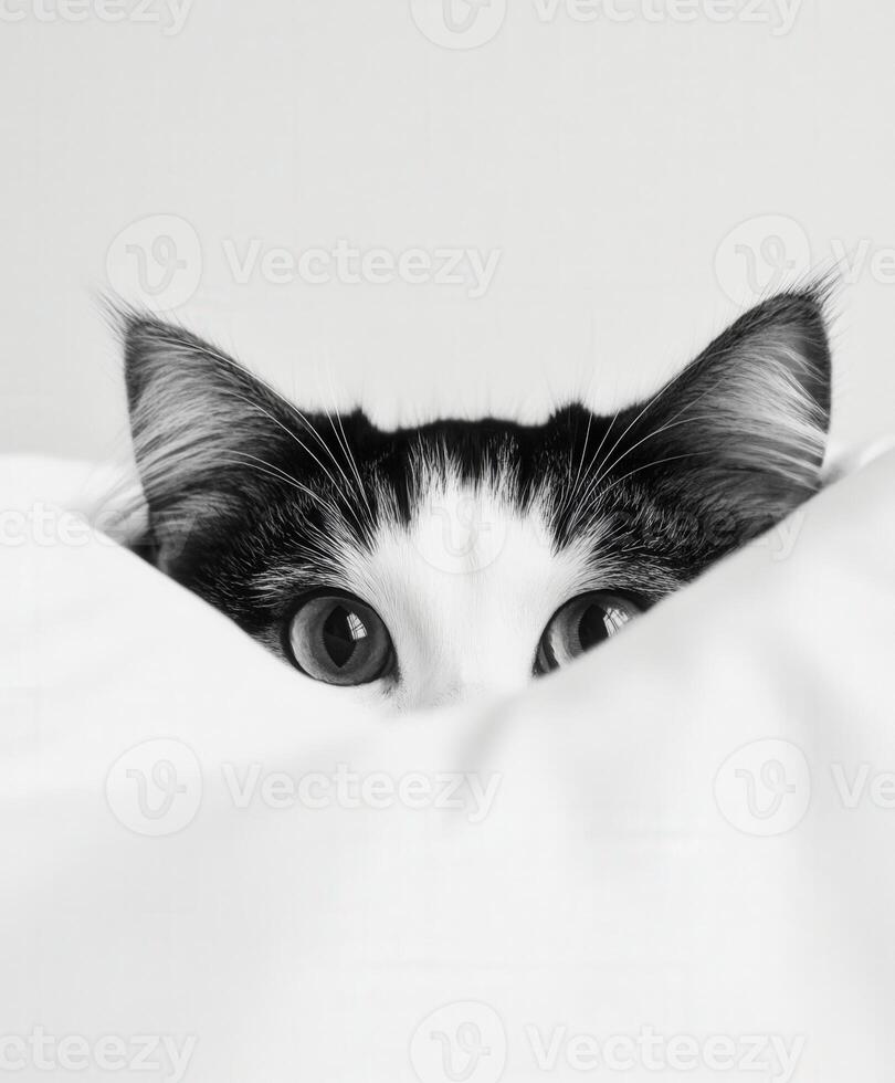 Curious cat peeking from behind white pillow in cozy setting photo