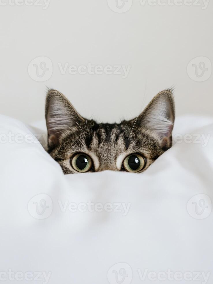 Curious cat peeks out from underneath soft blanket photo