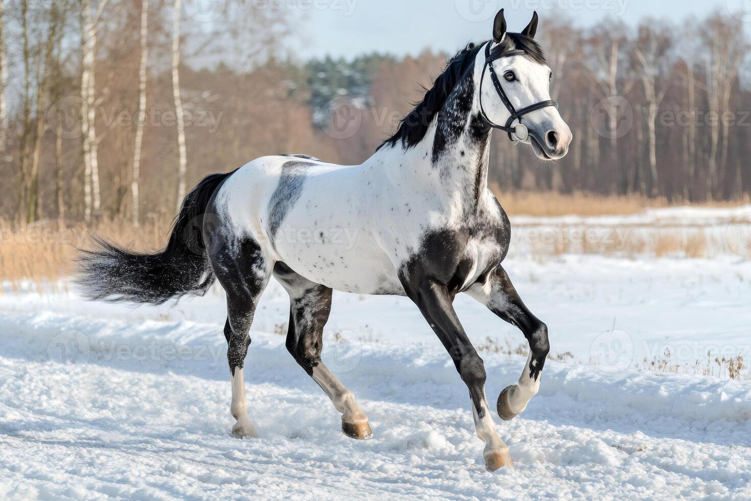 Knabstrupper horse running in the snow on a sunny winter day photo
