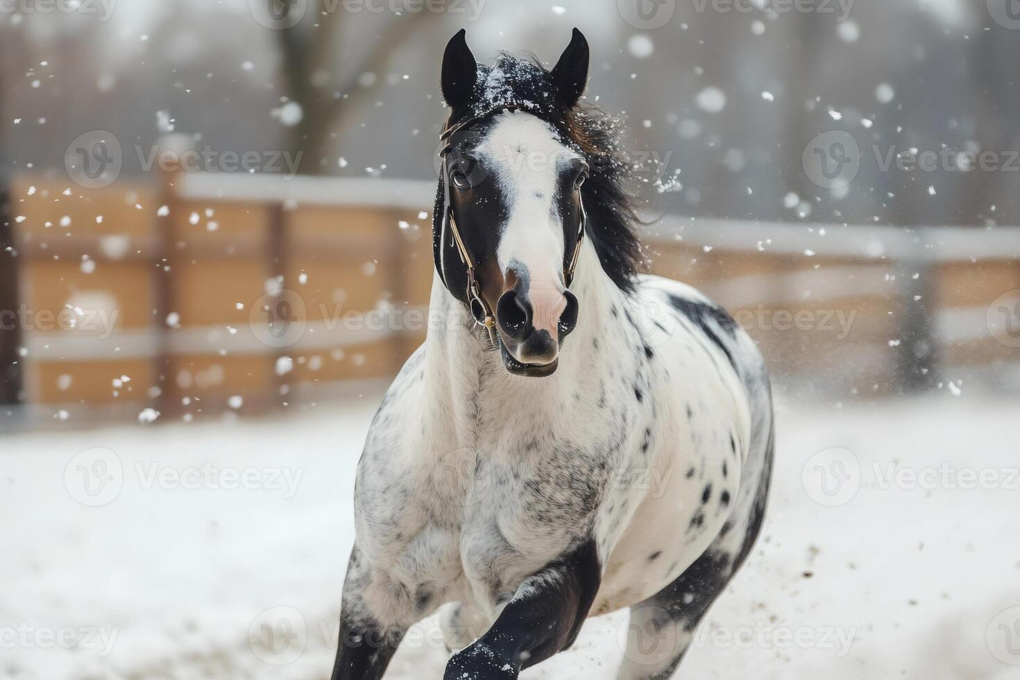Knabstrupper horse running in snowy paddock during snowfall photo