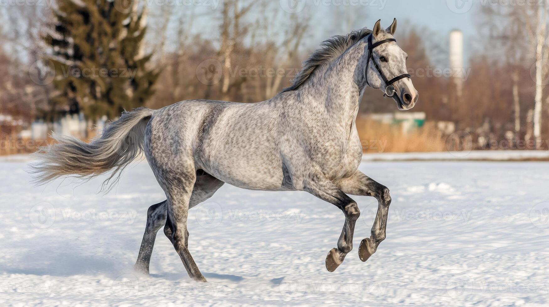 Dappled grey horse galloping through snowy field in winter photo