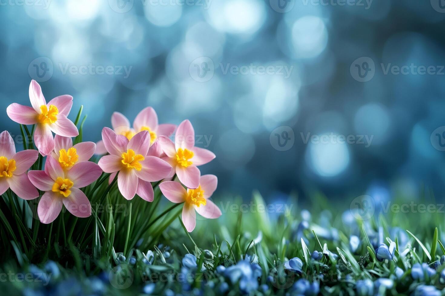 Pink rain lily flowers blooming in spring meadow with blue bokeh background photo
