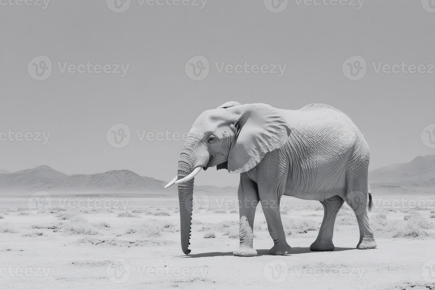Large elephant walking in the desert in black and white photo