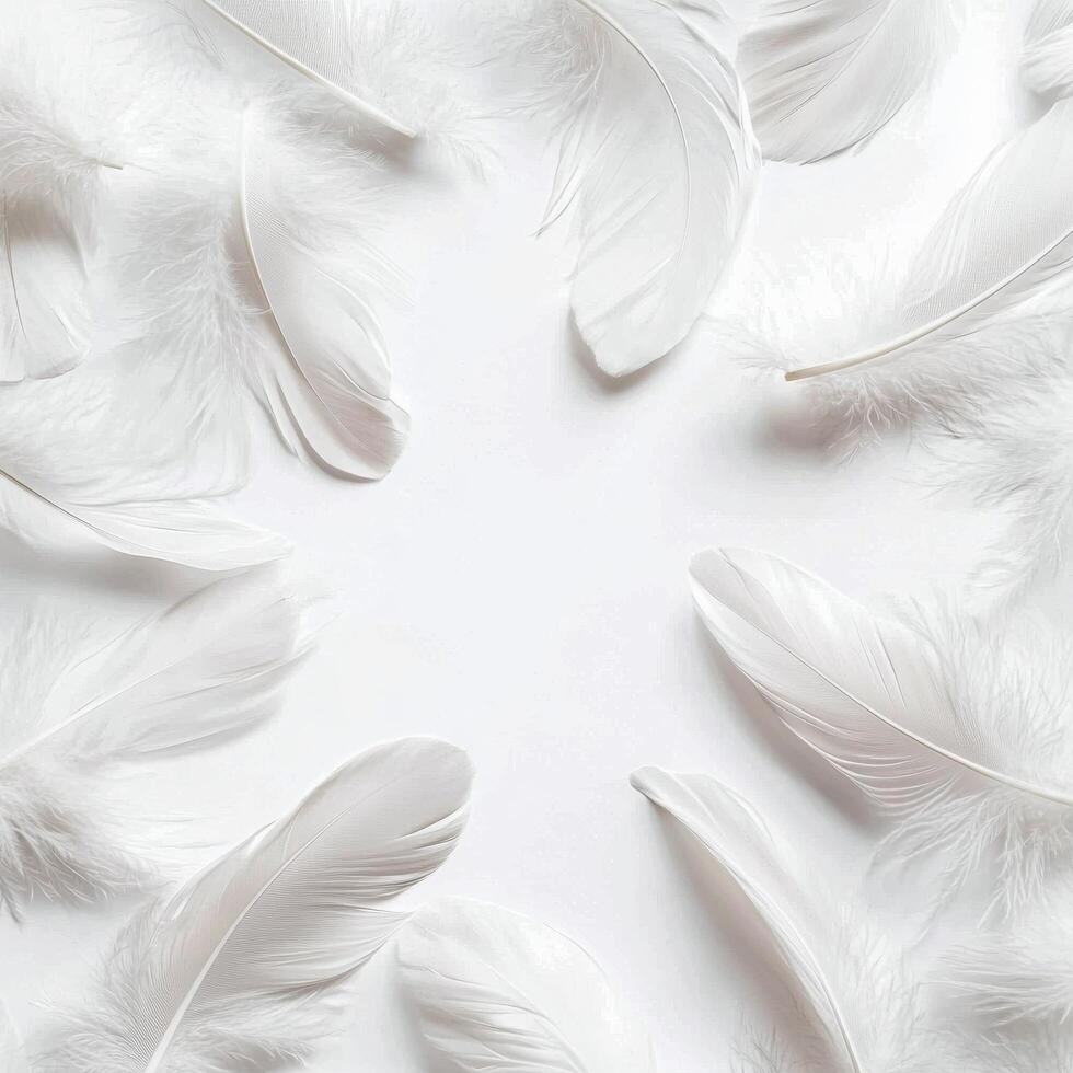 White feather background with copy space photo