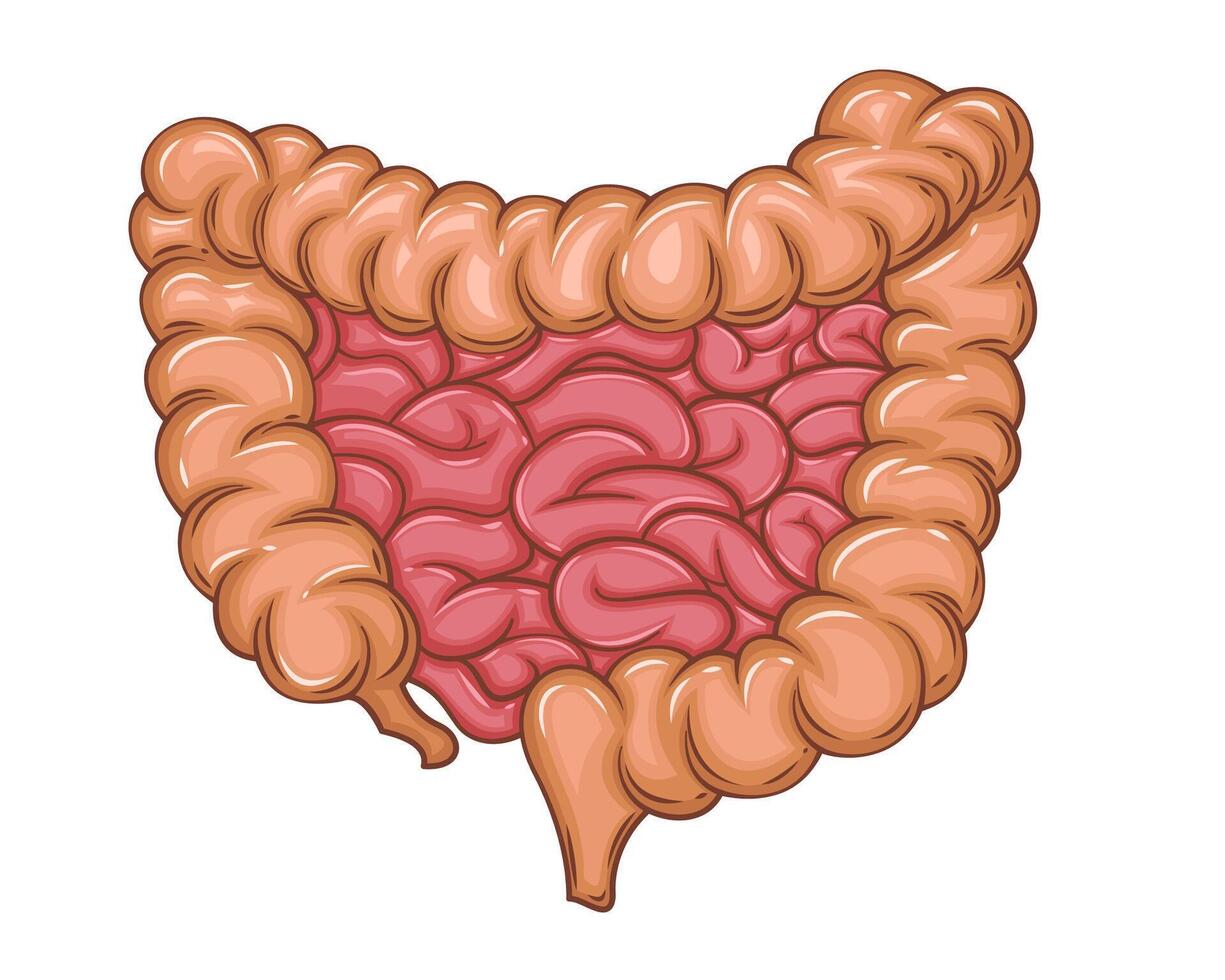 Human Intestine Isolated. Human internal organ. Anatomical Illustration. Science, medicine, biology education. Anatomical structure for medical info learning vector