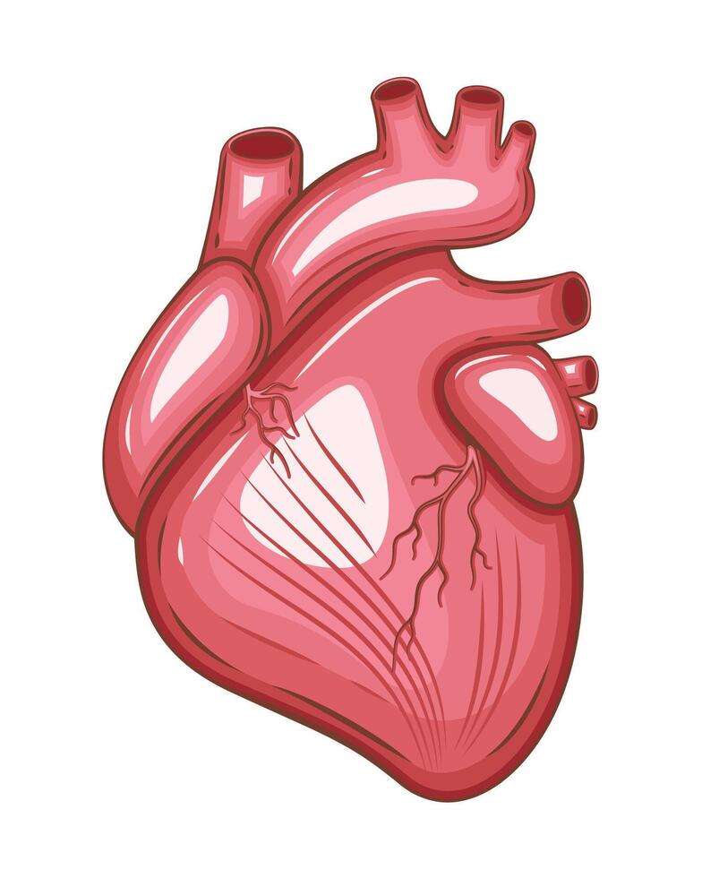 Human Heart Isolated Illustration. Human internal organ. Anatomical Illustration. Science, medicine, biology education. Anatomical structure for medical info learning vector