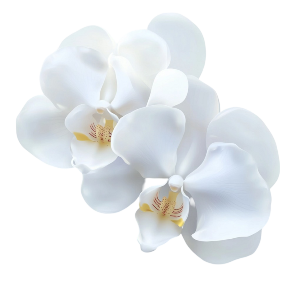 Two Elegant White Orchids on a Transparent Background png