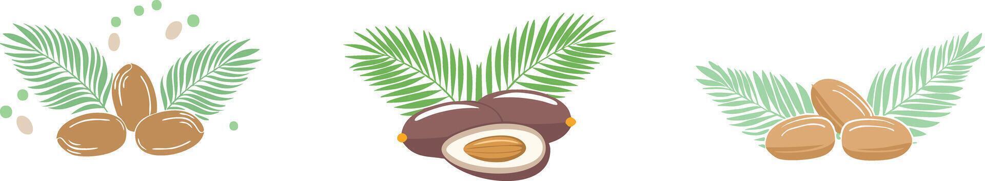 isolated dates and leaves illustration for ramadan vector