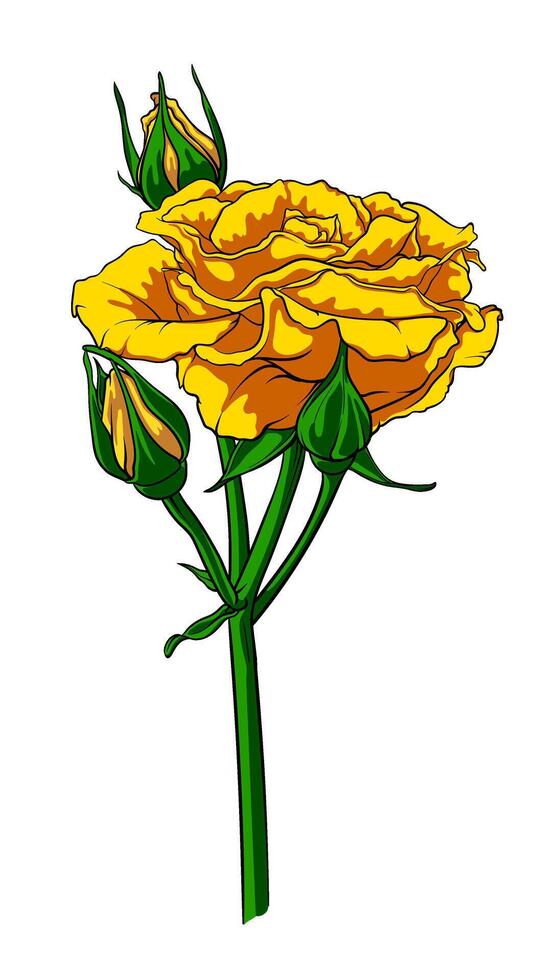 Lush blossoming rose flower with buds, branch of summer flower with various buds on long stem isolated on white background, hand drawn rose, botanical illustration. vector