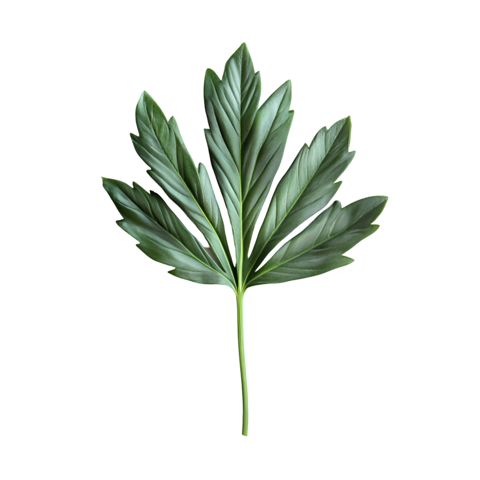 leaf on transparent background. png