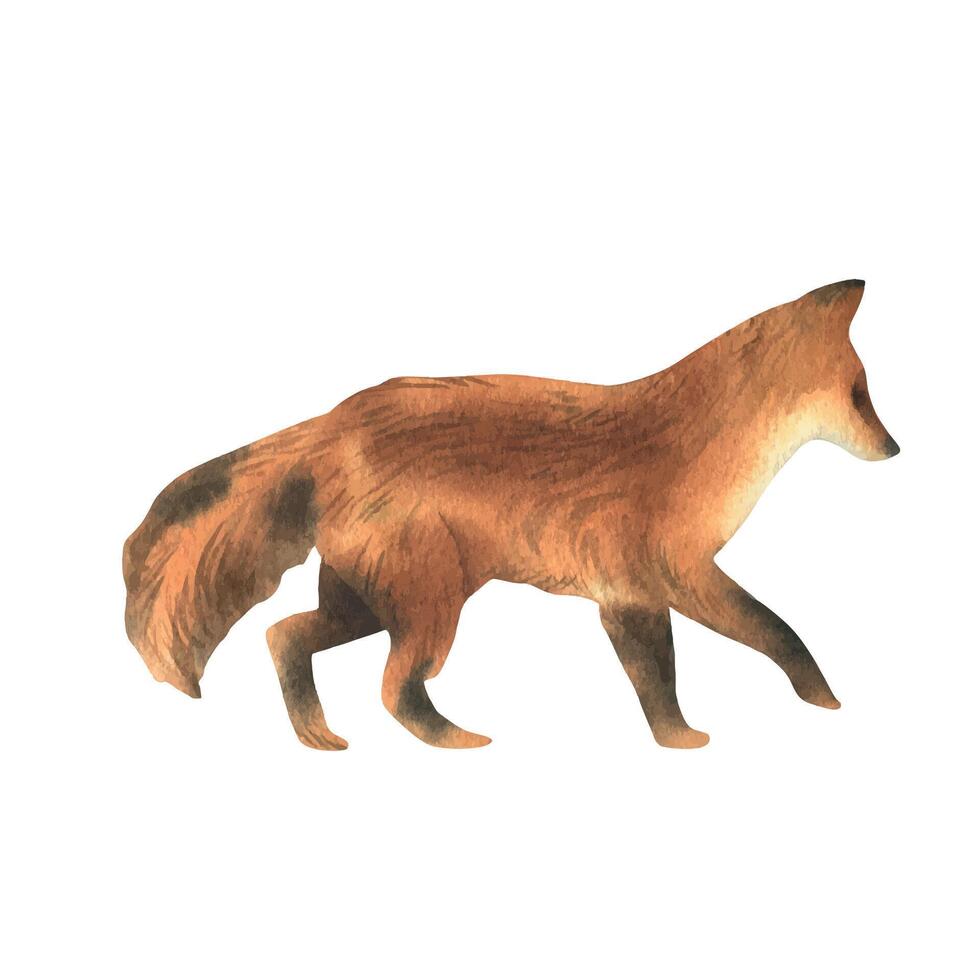 Red fox with black paws side view, walking. Wild animal in realistic style. Watercolor illustration drawn by hand. Separate element object isolated from background. vector