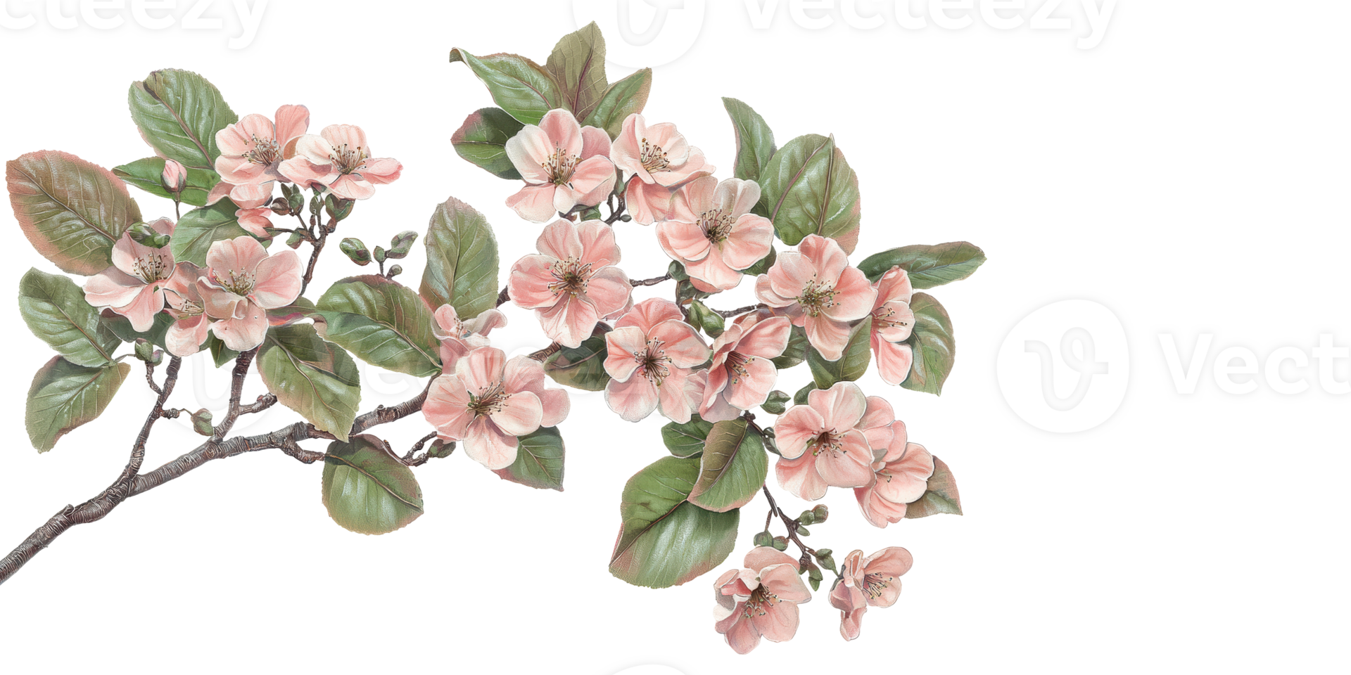 Branch with pink blossoms and green leaves isolated on transparent background png