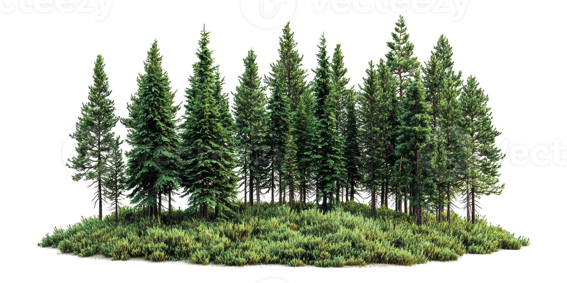 Evergreen forest trees with shrubs isolated on transparent background png
