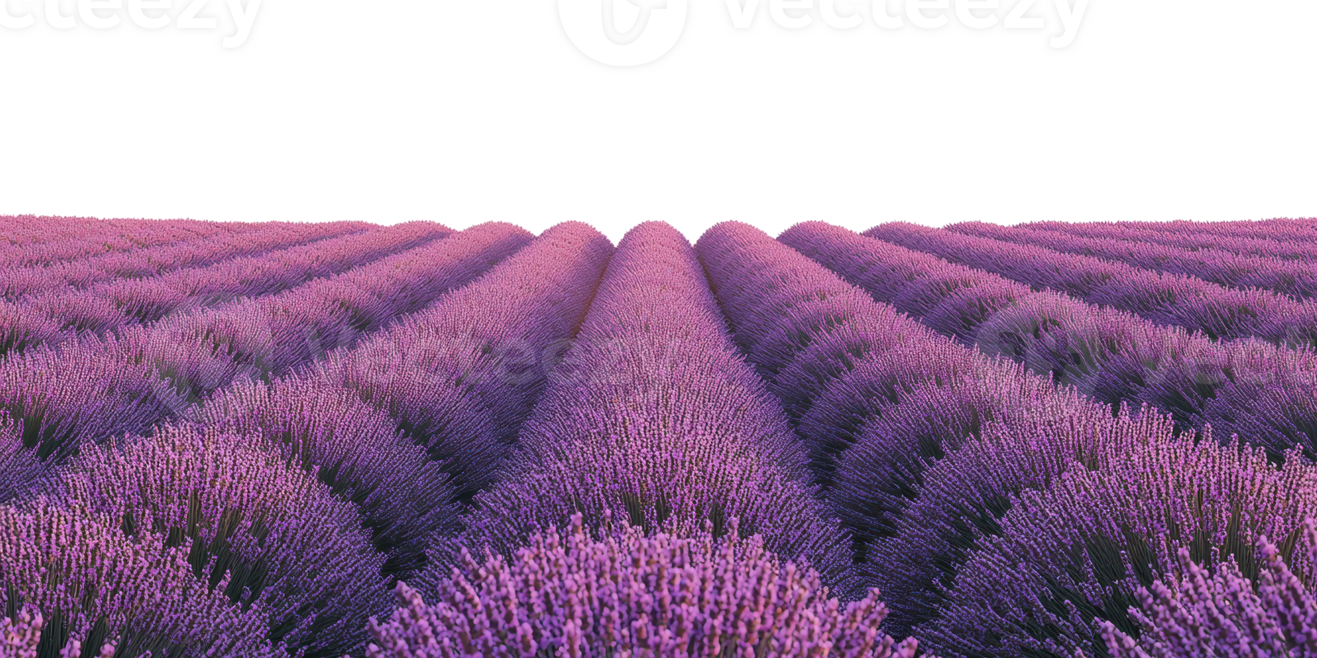 Lavender field rows stretching to horizon isolated on transparent background png