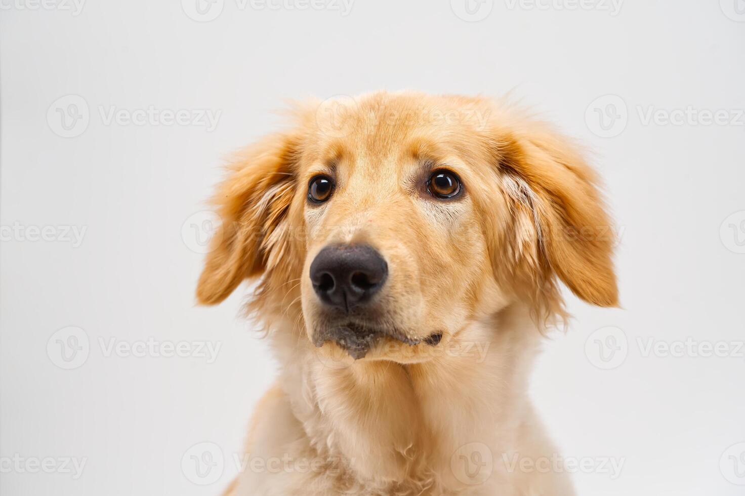 Portrait of beautiful golden hovawart dog isolated. six month old hovawart blonde puppy portrait in studio photo
