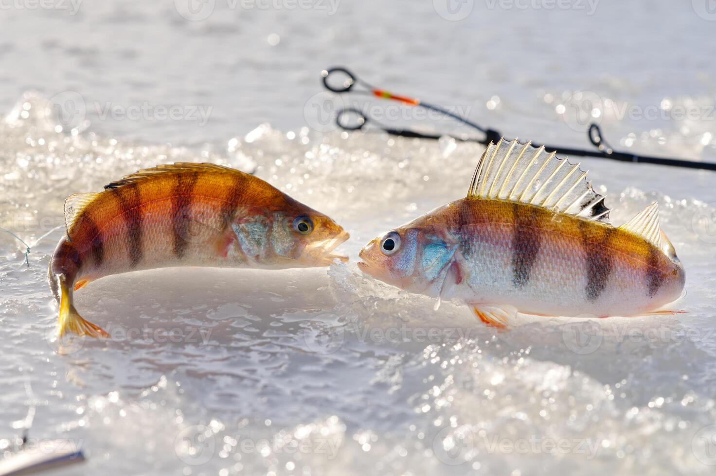 Ice fishing, perch on the snow. winter fishing, perch fish on the snow in winter on the sea, lake, river. Winter activity in Scandinavia. Hobby concept photo