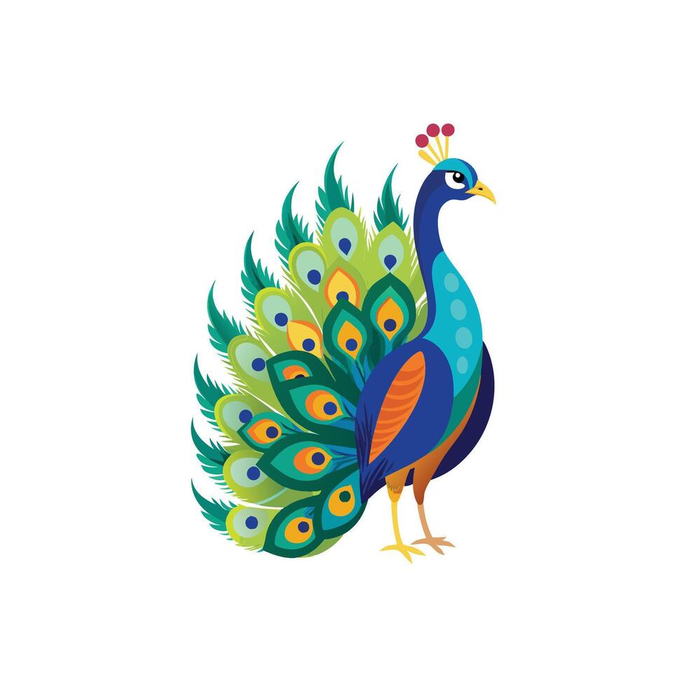 Majestic Peacock in Full Plumage Detailed Illustration Design on White Background vector