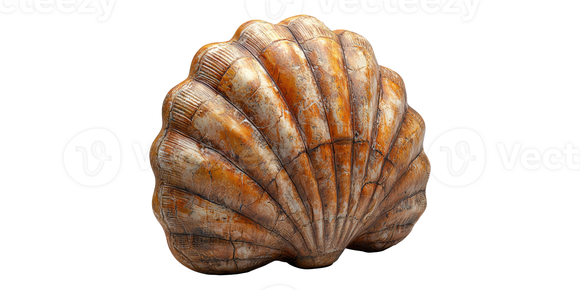 Scallop shell texture isolated on transparent background png