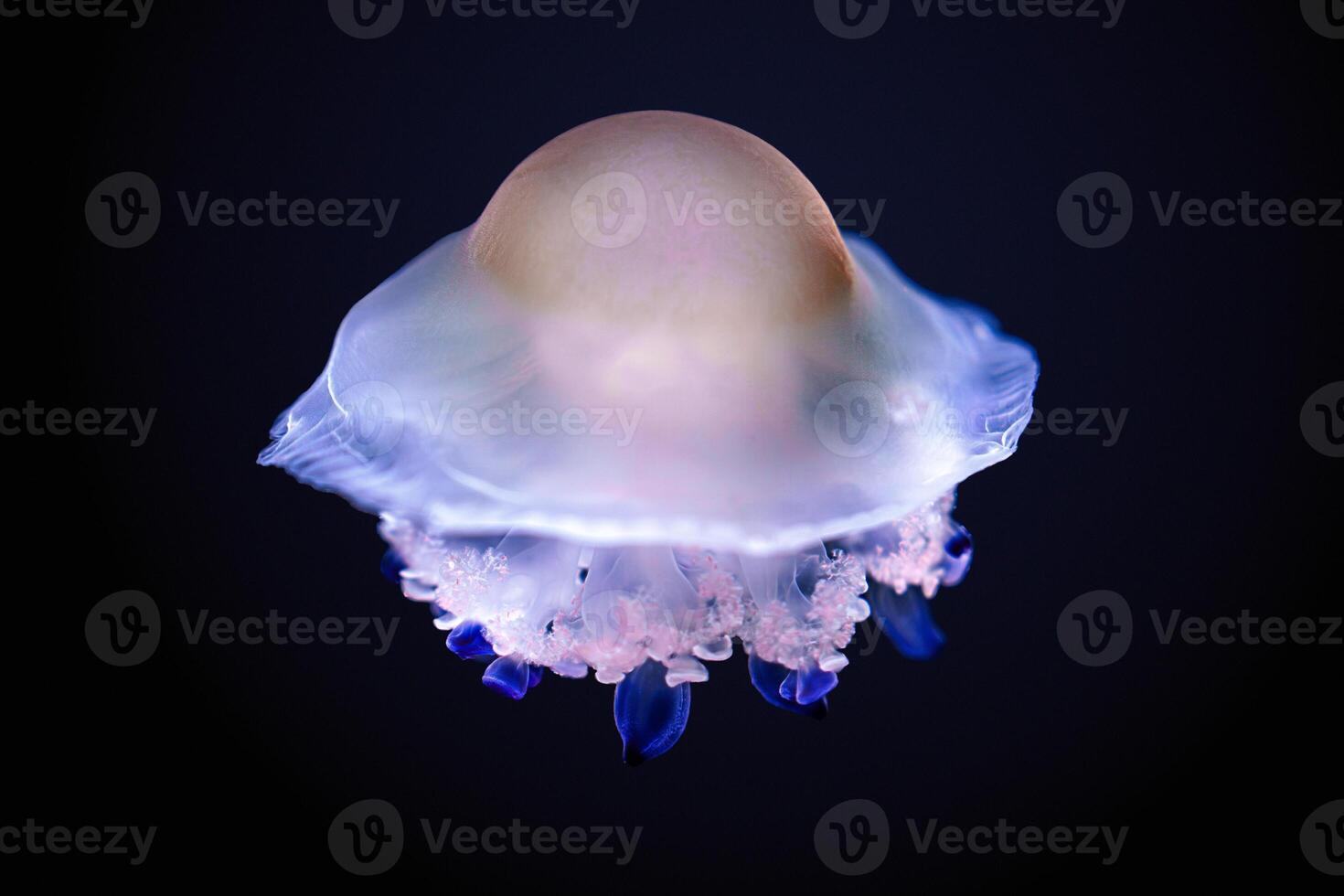 This stunning stock image features a glowing jellyfish with a vibrant pink cap and long, flowing blue tentacles, illuminated against a deep black background, showcasing its ethereal beauty. photo